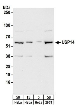 USP14 Rabbit anti-Human, Polyclonal, Bethyl Laboratories 100 &mu;L; Unconjugated:Antibodies,