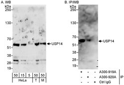 USP14 Rabbit anti-Human, Mouse, Polyclonal, Bethyl Laboratories 100 &mu;L;
