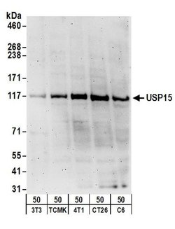 USP15 Rabbit anti-Human, Mouse, Rat, Polyclonal, Bethyl Laboratories 100