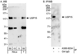 USP15 Rabbit anti-Human, Mouse, Rat, Polyclonal, Bethyl Laboratories 100