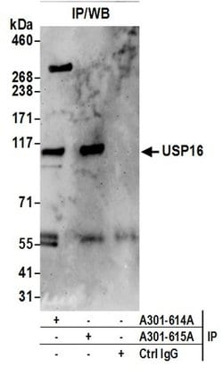 USP16 Rabbit anti-Human, Polyclonal, Bethyl Laboratories 100 &mu;l; Unlabeled:Antibodies,