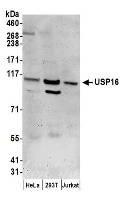USP16 Rabbit anti-Human, Polyclonal, Bethyl Laboratories 100 &mu;l; Unlabeled:Antibodies,