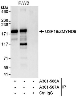USP19/ZMYND9 Rabbit anti-Human, Polyclonal, Bethyl Laboratories 100 &mu;L;