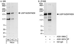 USP19/ZMYND9 Rabbit anti-Human, Polyclonal, Bethyl Laboratories 100 &mu;L;