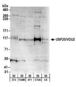 USP20/VDU2 Rabbit anti-Human, Mouse, Polyclonal, Bethyl Laboratories 100
