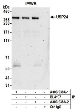USP24 Rabbit anti-Human, Polyclonal, Bethyl Laboratories 100 &mu;L; Unconjugated:Antibodies,