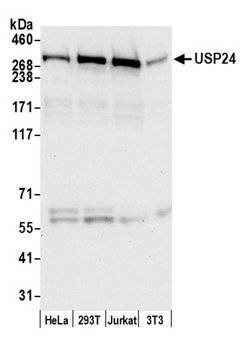 USP24 Rabbit anti-Human, Polyclonal, Bethyl Laboratories 100 &mu;L; Unconjugated:Antibodies,