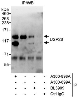USP28 Rabbit anti-Human, Polyclonal, Bethyl Laboratories 100 &mu;L; Unconjugated:Antibodies,