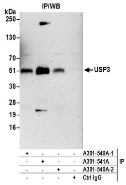USP3 Rabbit anti-Human, Polyclonal, Bethyl Laboratories 10 &mu;L; Unconjugated:Antibodies,