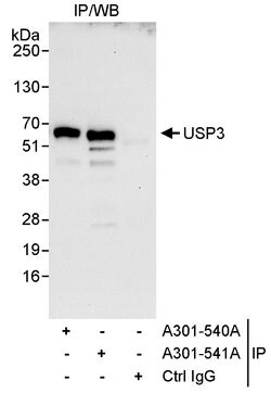 USP3 Rabbit anti-Human, Polyclonal, Bethyl Laboratories 10 &mu;L; Unconjugated:Antibodies,
