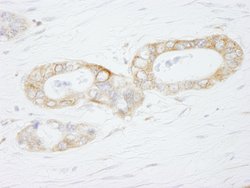 USP3 Polyclonal Antibody, Bethyl Laboratories 100 &mu;L; Unconjugated:Antibodies,