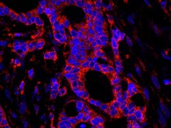 USP3 Polyclonal Antibody, Bethyl Laboratories 100 &mu;L; Unconjugated:Antibodies,