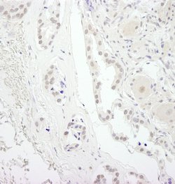 USP34 Polyclonal Antibody, Bethyl Laboratories 100 &mu;L; Unconjugated:Antibodies,