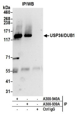 USP36/DUB1 Rabbit anti-Human, Polyclonal, Bethyl Laboratories 100 &mu;l;