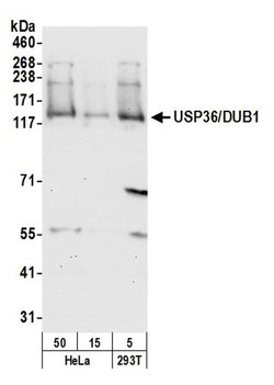 USP36/DUB1 Rabbit anti-Human, Polyclonal, Bethyl Laboratories 100 &mu;l;
