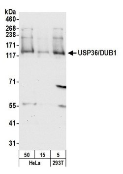 USP36/DUB1 Polyclonal Antibody, Bethyl Laboratories 20 &mu;l; Unlabeled:Antibodies,