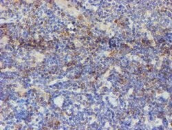 USP36 Monoclonal Antibody (OTI9F5), TrueMAB , OriGene 100 &mu;L; Unconjugated:Antibodies,