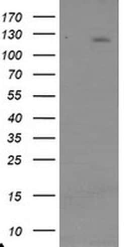 USP36 Monoclonal Antibody (OTI3B9), TrueMAB , OriGene 30 &mu;L | Buy Online | Origene Technologies | Fisher Scientific
