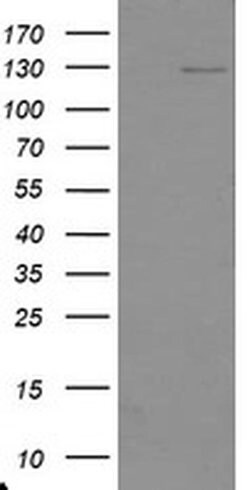 USP36 Monoclonal Antibody (OTI2F1), TrueMAB , OriGene 100 &mu;L; Unconjugated:Antibodies,