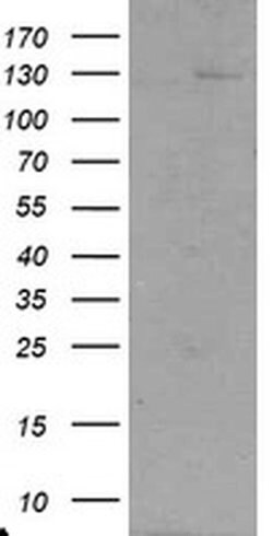 USP36 Monoclonal Antibody (OTI9F5), TrueMAB , OriGene 100 &mu;L; Unconjugated:Antibodies,