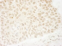 USP37 Rabbit anti-Human, Polyclonal, Bethyl Laboratories 100 &mu;L; Unconjugated:Antibodies,