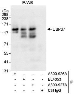 USP37 Rabbit anti-Human, Polyclonal, Bethyl Laboratories 10 &mu;L; Unconjugated:Antibodies,