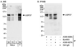 USP37 Rabbit anti-Human, Polyclonal, Bethyl Laboratories 100 &mu;L; Unconjugated:Antibodies,