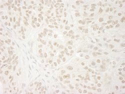 USP37 Polyclonal Antibody, Bethyl Laboratories 100 &mu;L; Unconjugated:Antibodies,