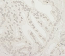 USP37 Polyclonal Antibody, Bethyl Laboratories 100 &mu;L; Unconjugated:Antibodies,
