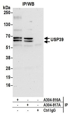 USP39 Rabbit anti-Human, Polyclonal, Bethyl Laboratories 10 &mu;l; Unlabeled:Antibodies,