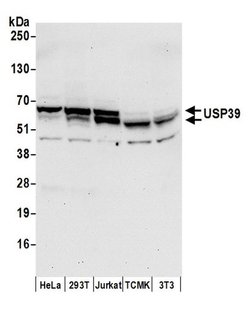 USP39 Polyclonal Antibody, Bethyl Laboratories:Antibodies:Primary Antibodies