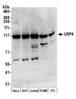 USP4 Rabbit anti-Human, Polyclonal, Bethyl Laboratories 100 &mu;L; Unconjugated:Antibodies,