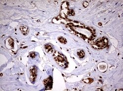 USP44 Mouse anti-Human, Clone: OTI1A9, lyophilized, TrueMAB 100 &mu;g;