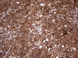 USP44 Mouse anti-Human, Clone: OTI1A9, lyophilized, TrueMAB 100 &mu;g;