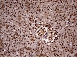 USP44 Mouse anti-Human, Clone: OTI1A9, lyophilized, TrueMAB 100 &mu;g;