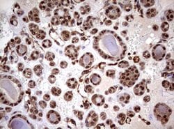USP44 Mouse anti-Human, Clone: OTI1A9, lyophilized, TrueMAB 100 &mu;g;