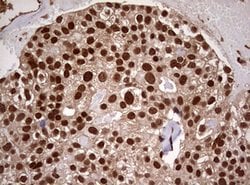 USP44 Mouse anti-Human, Clone: OTI1A9, lyophilized, TrueMAB 100 &mu;g;