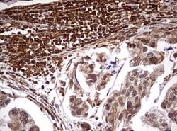USP44 Mouse anti-Human, Clone: OTI1A9, lyophilized, TrueMAB 100 &mu;g;