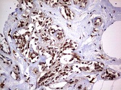 USP44 Mouse anti-Human, Clone: OTI1F9, lyophilized, TrueMAB 100 &mu;g;