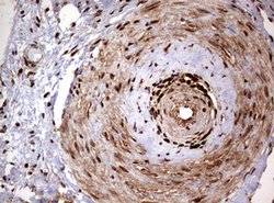 USP44 Mouse anti-Human, Clone: OTI1F9, lyophilized, TrueMAB 100 &mu;g;