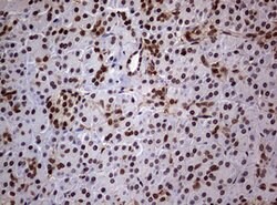 USP44 Mouse anti-Human, Clone: OTI1F9, lyophilized, TrueMAB 100 &mu;g;