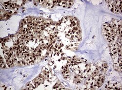 USP44 Mouse anti-Human, Clone: OTI1F9, lyophilized, TrueMAB 100 &mu;g;