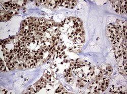 USP44 Monoclonal Antibody (OTI1F9), TrueMAB , OriGene 100 &mu;L; Unconjugated:Antibodies,