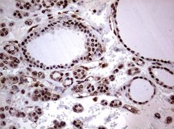USP44 Mouse anti-Human, Clone: OTI1F9, lyophilized, TrueMAB 100 &mu;g;