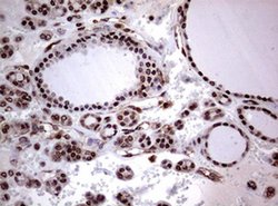 USP44 Monoclonal Antibody (OTI1F9), TrueMAB , OriGene 100 &mu;L; Unconjugated:Antibodies,