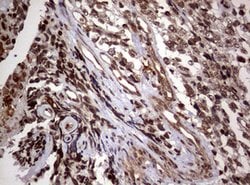 USP44 Mouse anti-Human, Clone: OTI1F9, lyophilized, TrueMAB 100 &mu;g;