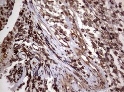 USP44 Monoclonal Antibody (OTI1F9), TrueMAB , OriGene 100 &mu;L; Unconjugated:Antibodies,