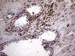 USP44 Mouse anti-Human, Clone: OTI1F9, lyophilized, TrueMAB 100 &mu;g;
