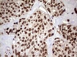 USP44 Mouse anti-Human, Clone: OTI1F9, lyophilized, TrueMAB 100 &mu;g;