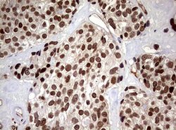 USP44 Monoclonal Antibody (OTI1F9), TrueMAB , OriGene 100 &mu;L; Unconjugated:Antibodies,
